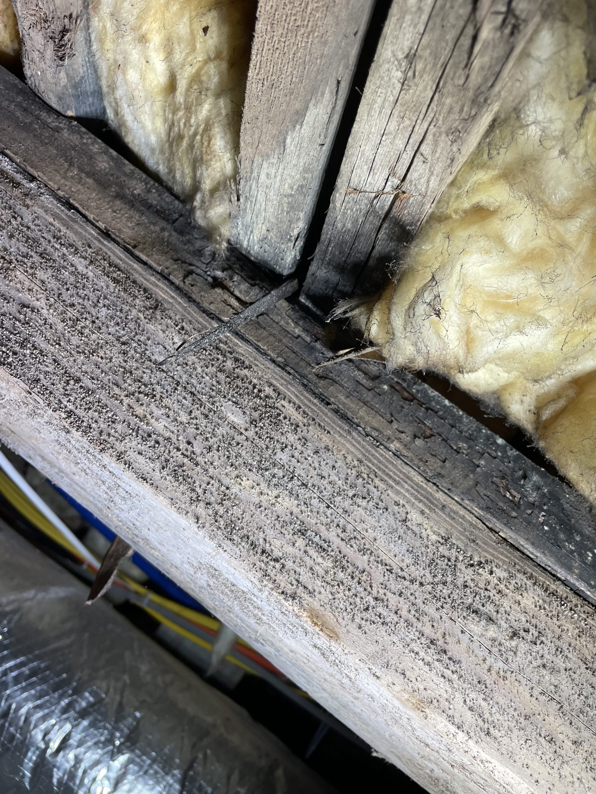 dry rot dry rot repair