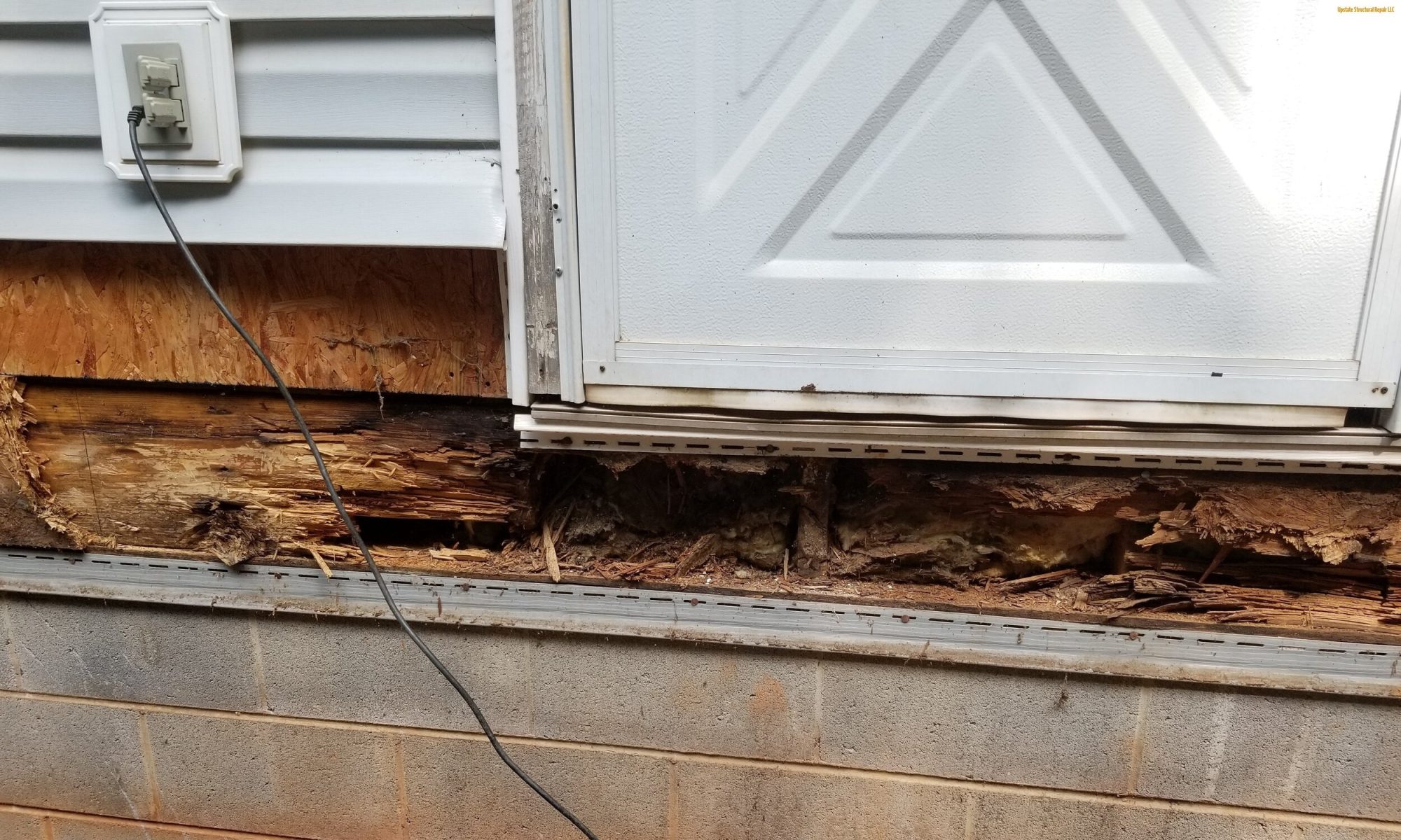 dry rot repair dry rot repair
