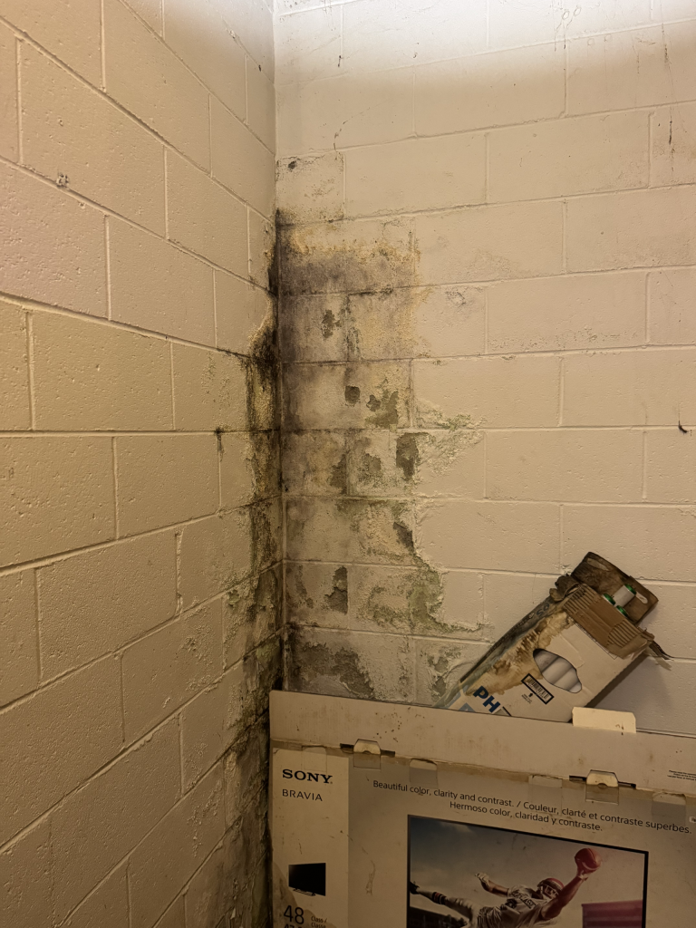 Mold forming on a cinderblock basement wall due to water intrusion from the exterior in Fountain Inn South Carolina.